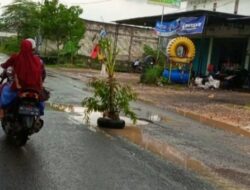 Lobang Maut Di Jalan Nasional Bangkalan – Sampang Berujung di Tanami Pohon Pisang