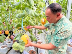 Wujudkan Ketahanan Pangan, PLN UIP JBTB Salurkan Bantuan Program TJSL untuk Petani Milenial Melon di Winong Boyolali