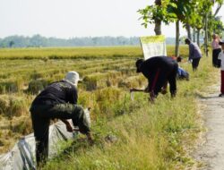 Pembinaan Lingkungan Hidup, Kodim Bojonegoro Tanam Ribuan Pohon Kayu Putih dan Balsa
